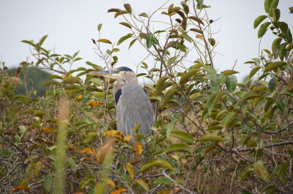 ShValYellowCrownNiteHeron1 047