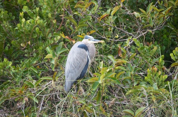 ShValYellowCrownNiteHeron2 048