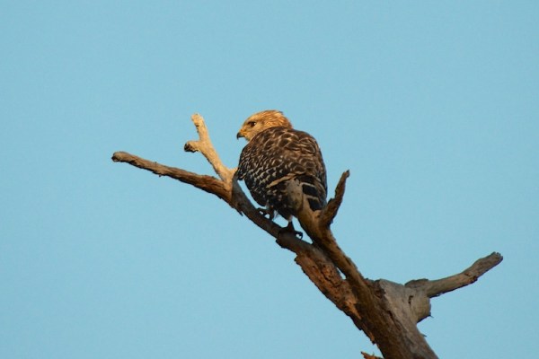 CSRedShoulderedHawk1