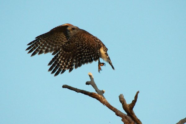 CSRedShoulderedHawk2