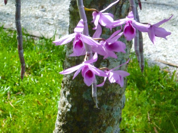 EdisonOrchid2