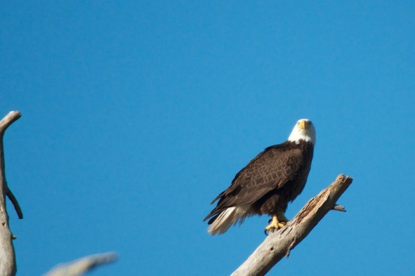 FortMyersEagleHarriet1