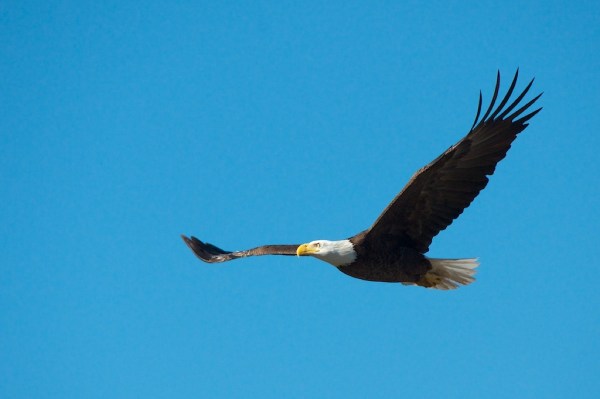 FortMyersHarrietFlight1