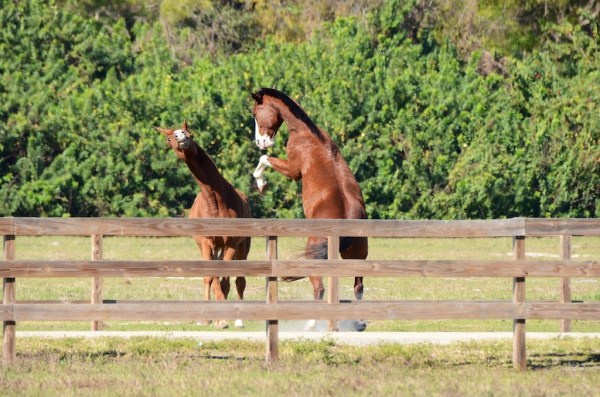 FortMyersHorseFight2