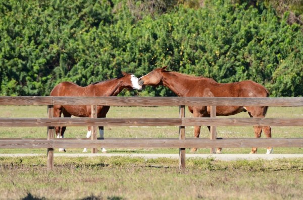 FortMyersHorseFight3