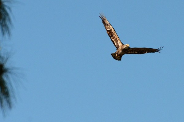 FortMyersIntruderJuvenile1