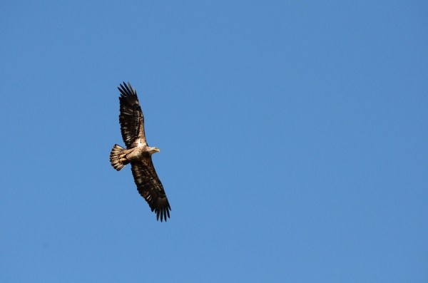 FortMyersIntruderJuvenile2