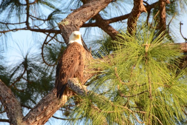 FortMyersOzzieBackHome1