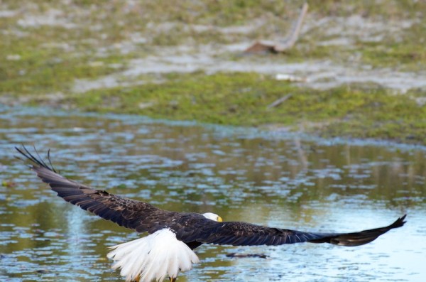 FortMyersOzzieDrinkDone1