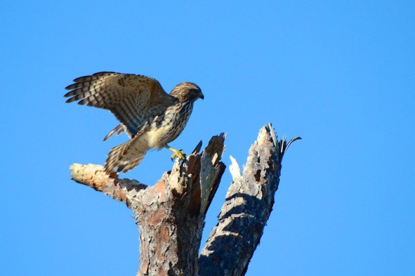 FortMyersRedTailedHawk1