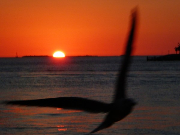 KeyWestGullSunset1