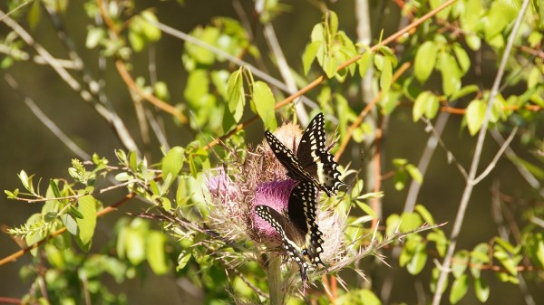 9MileLoopButterflyPair