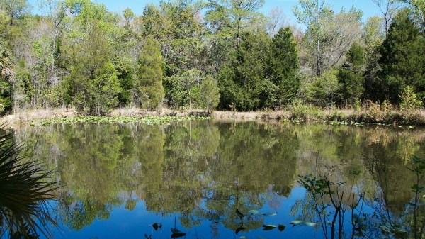 9MileLoopPondReflection