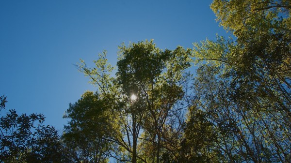 9MileLoopSunThruTree2