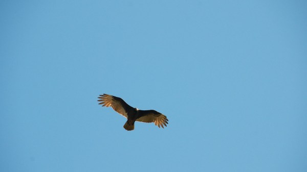 9MileLoopTurkeyVulture1