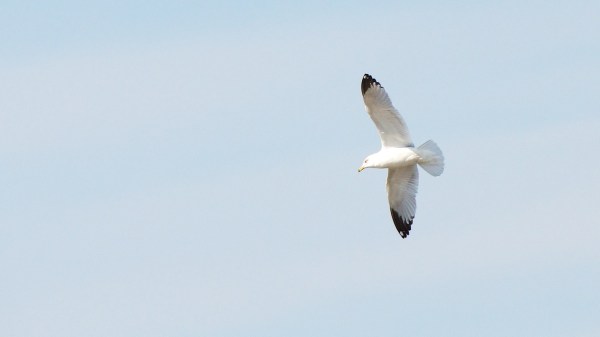 CedarKeyRIngBilledGull