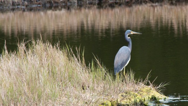 CedarKeyTricolorHeron1