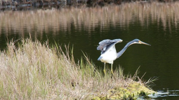 CedarKeyTricolorHeron2