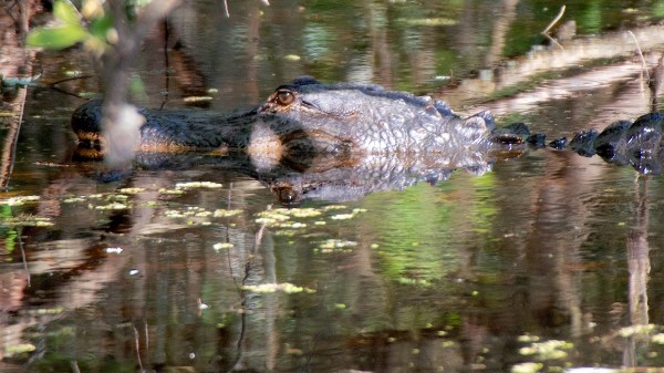 CorkscrewGator.jpg CorkscrewGator