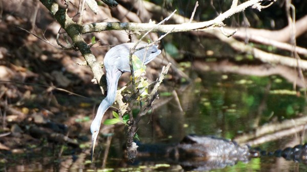 CorkscrewLittleBlueHeron.jpg CorkscrewLittleBlueHeron