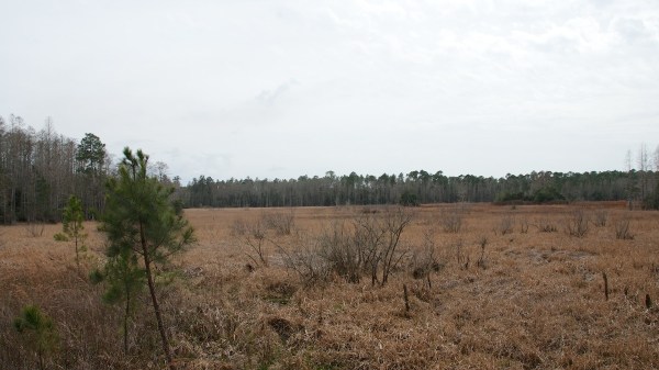 GoetheForestBuckIslandPond