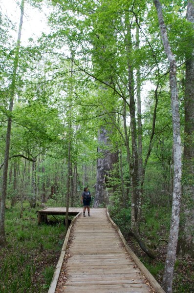 GoetheForestGiantCypress2