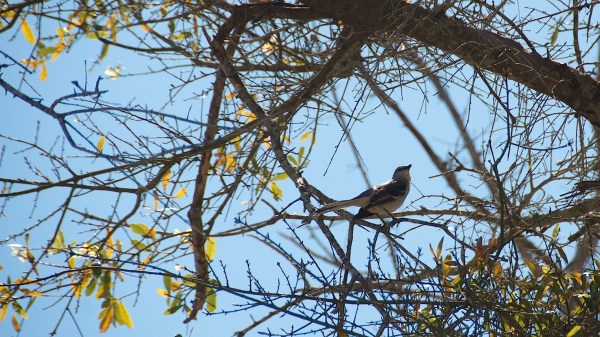 GulfStateBahamaMockingbird