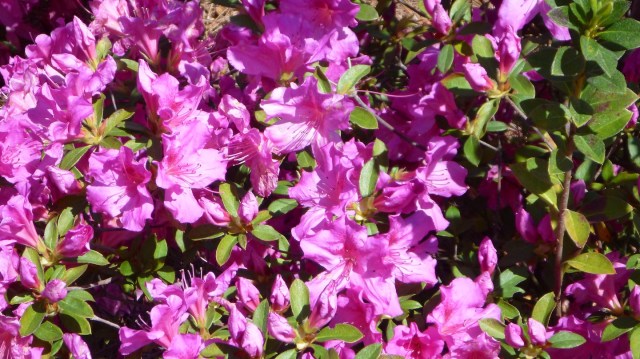 GulfStateBellingrathAzalea