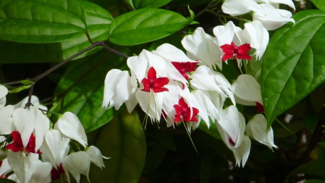 GulfStateBellingrathFlower1