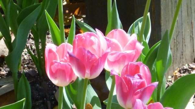 GulfStateBellingrathFlower2