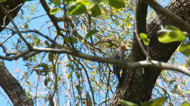 GulfStateBellingrathRedHeadedWP