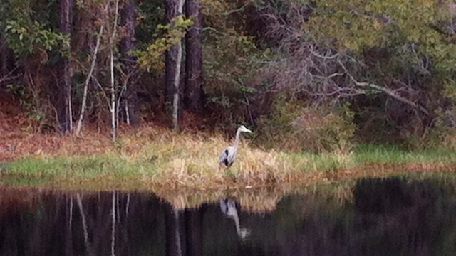 GulfStateGreatBlueHeron