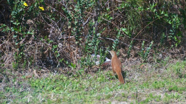 GulfStateHermitThrush