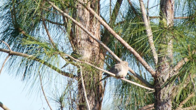 GulfStateMourningDove