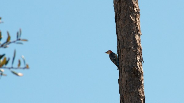 GulfStateRedBelliedWoodpecker