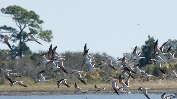 LowKeyBlackSkimmerTerns