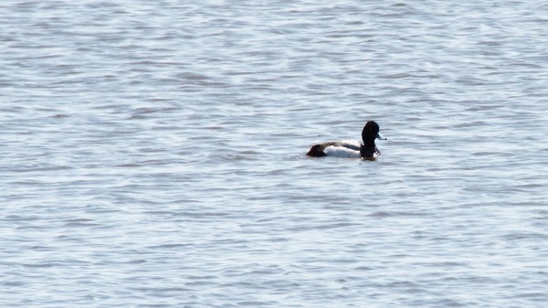 LowKeyRingNeckedDuck