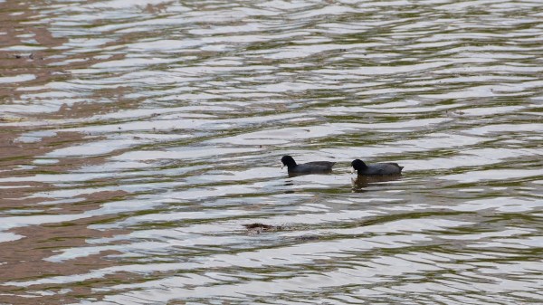 AustinCoots.jpg AustinCoots