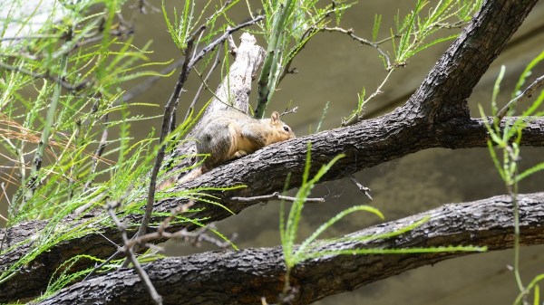 AustinSquirrel.jpg AustinSquirrel