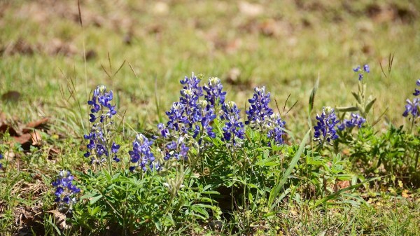AustinTexasBluebonnets.jpg AustinTexasBluebonnets