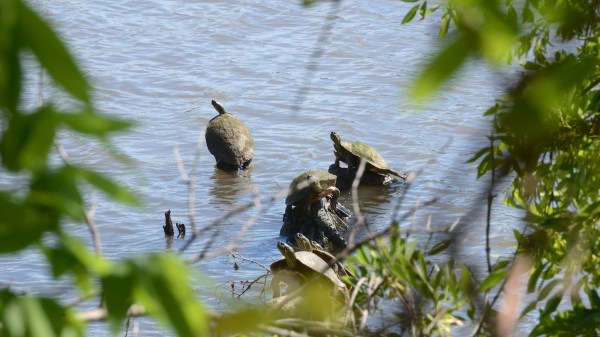 AustinTurtles.jpg AustinTurtles