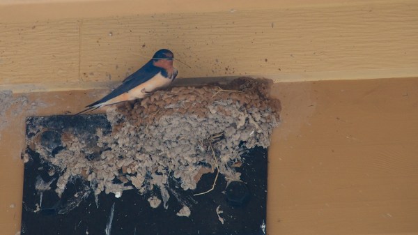 BalconesNWRBarnSwallow