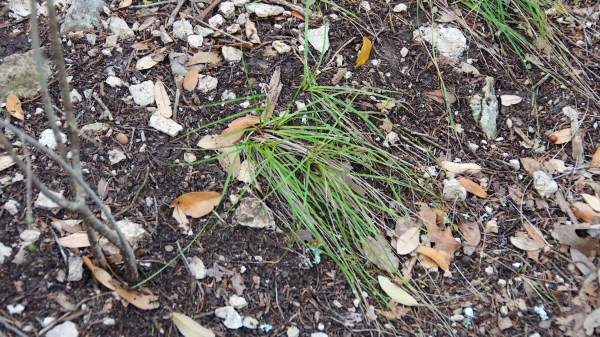 BalconesNWRCedarSedge