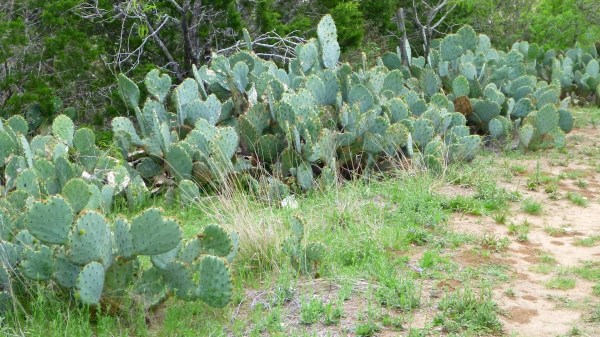 BalconesNWRPricklyPearCactus