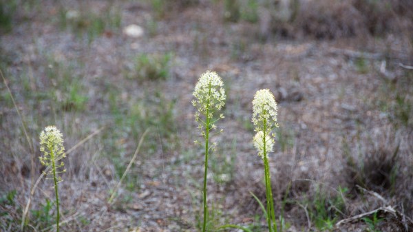 BalconesNWRWhiteWildflower