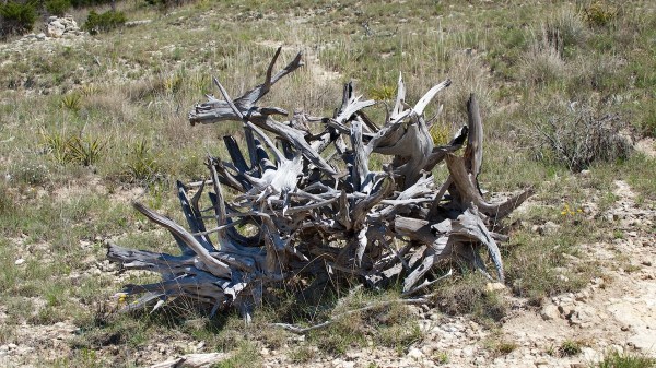 EastViewBalconesDeadTree