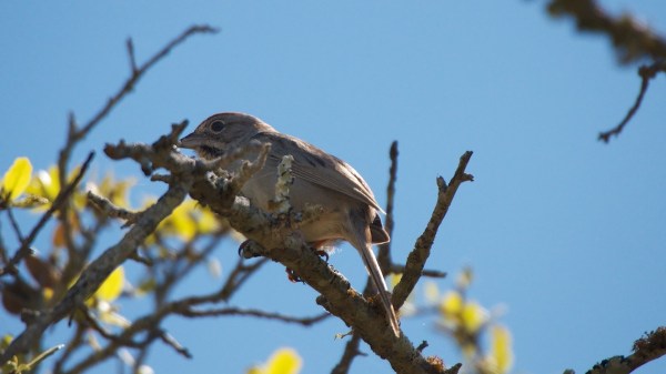 EastViewBalconesWhtThrtSparrow