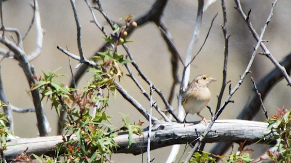 EastViewBalconesWhtThrtSparrow2