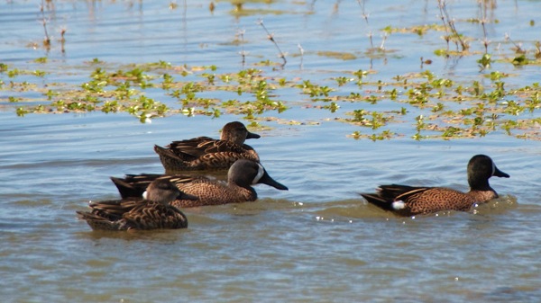 HagermanNWRBlueWingedTeal