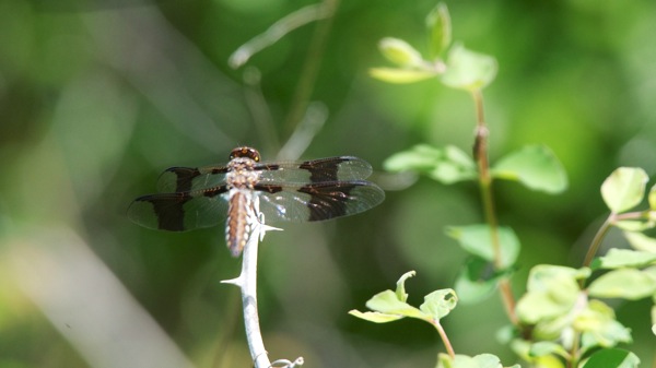 HagermanNWRDragonfly